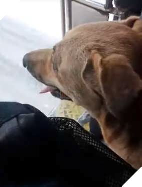 Bé chó hoang cứng đầu quyết đuổi theo tài xế xe bus cho tới khi được nhận nuôi 4