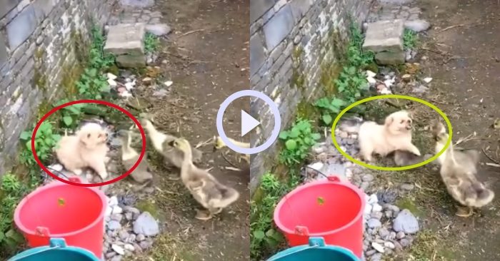Video: Chú cún khổ sở vì bị đàn ngỗng con tấn công