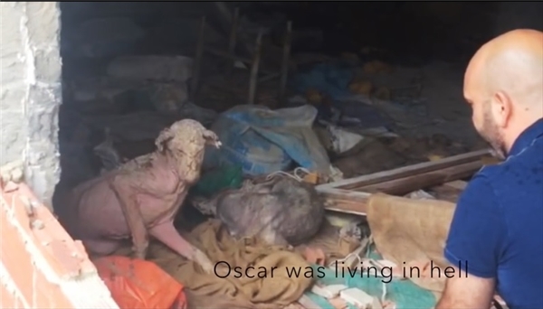 
Người ta tìm được Oscar trong căn nhà tồi tàn. (Ảnh: Internet)