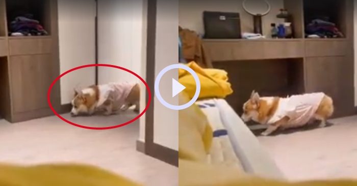 Video: Chú chó Corgi rón rén lên giường ngủ chung với chủ