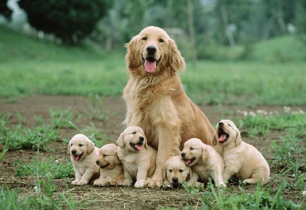 
Bà mẹ và 6 chú cún quấn quýt bên nhau.