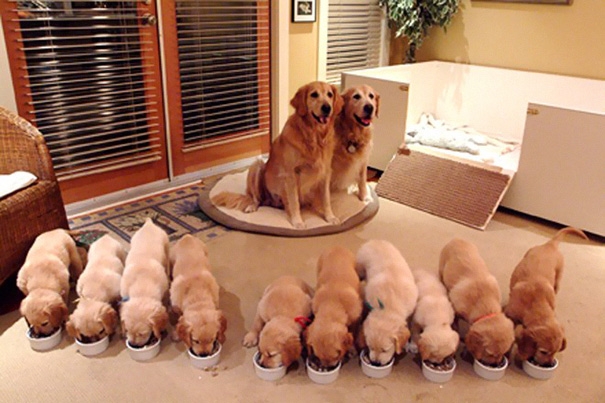 
Đại gia đình: 10 chú cún con.