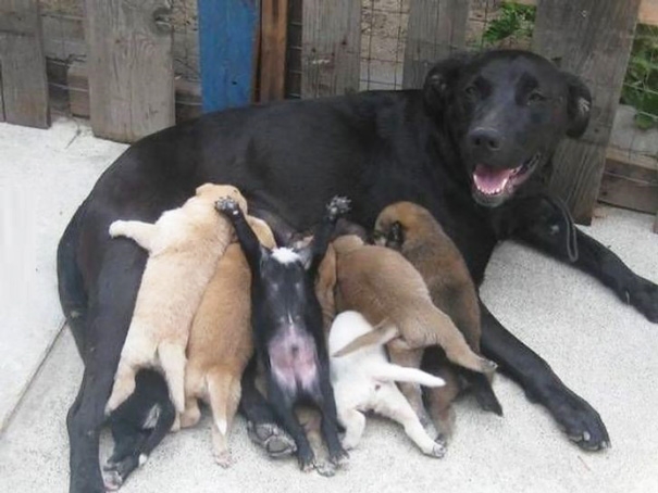 
Đố các bạn biết mẹ cún này đã sinh được bao nhiêu em?