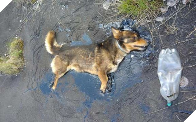 Chú chó bị phát hiện khi bị chôn nửa người trên vũng nhựa đường