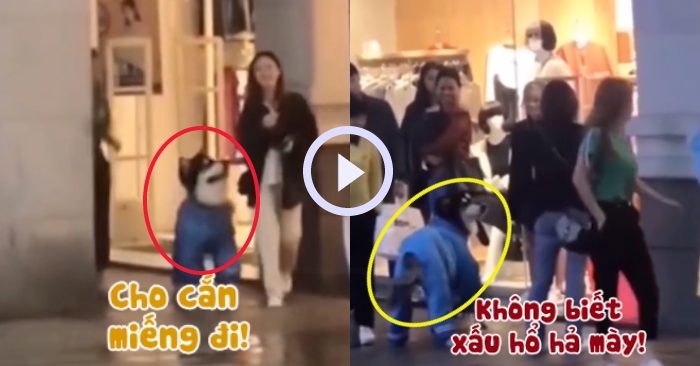 Video: Chú chó bị sen phạt đòn vì chạy theo cô gái xinh đẹp để xin ăn