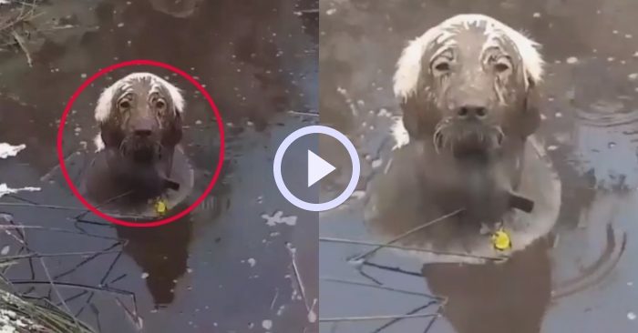 Video: Chú chó thích tắm bùn khiến sen bất lực khi không thể làm gì