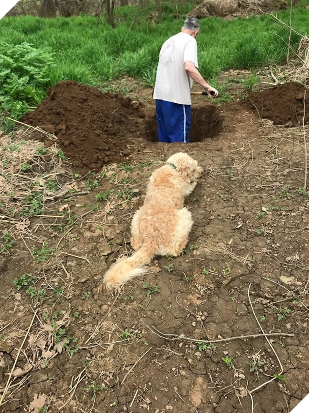  
Chú chó nằm nhìn người chủ già tự tay đào huyệt mộ cho nó.