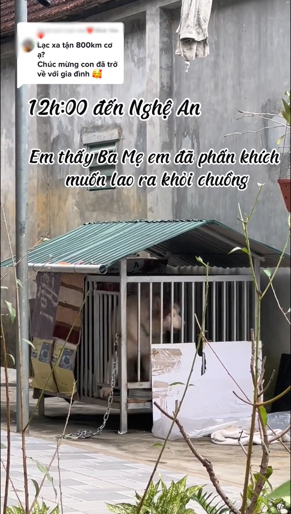  
Khi cả 2 vợ chồng tới Nghệ An, chú cún đang bị nhốt trong chuồng. (Ảnh: Chụp màn hình TikTok L.B)