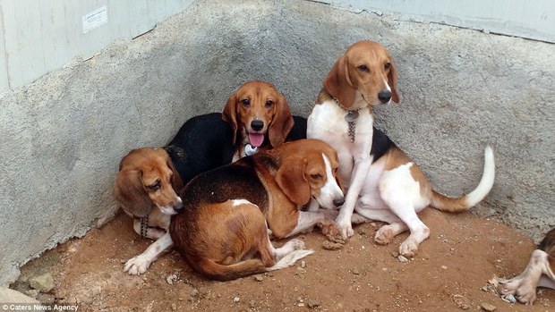 Nỗi buồn của 156 chú chó thí nghiệm lần đầu tiên được nhìn thấy ánh sáng mặt trời - Ảnh 4.