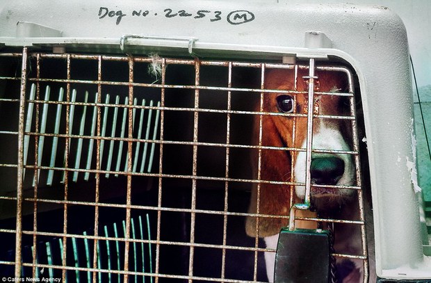 Nỗi buồn của 156 chú chó thí nghiệm lần đầu tiên được nhìn thấy ánh sáng mặt trời - Ảnh 5.