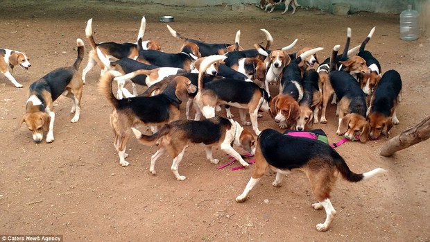 Nỗi buồn của 156 chú chó thí nghiệm lần đầu tiên được nhìn thấy ánh sáng mặt trời - Ảnh 8.