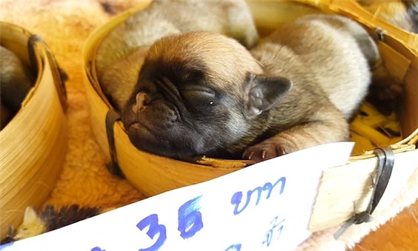  Bảy chú chó nhỏ mới sιɴɦ đượς để nằm trong những chiếc rổ nhỏ và rao bán. 