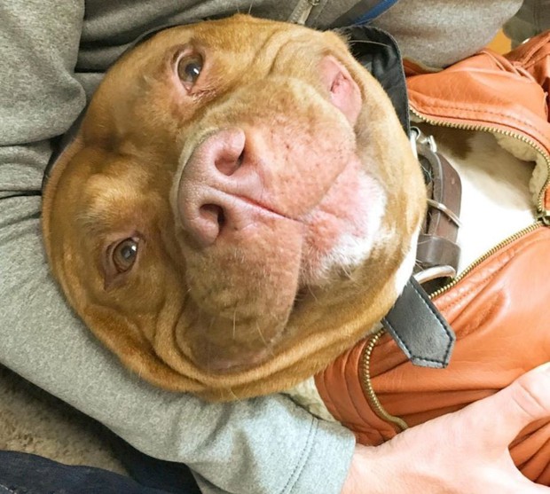 Chú chó không-thể-ngừng toe toét kể từ lúc được nhận nuôi từ trạm cứu hộ - Ảnh 7.