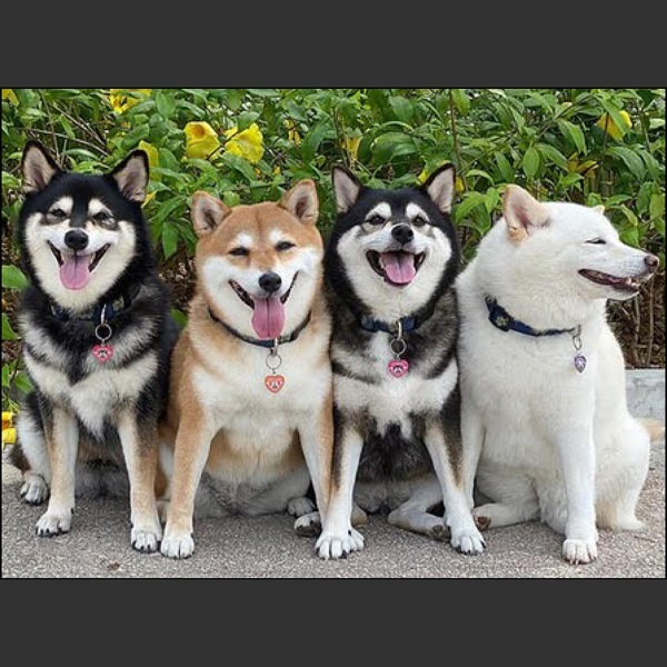  
4 chú chó Kikko, Momo, Sasha và Hina gây bão mạng (Ảnh internet)