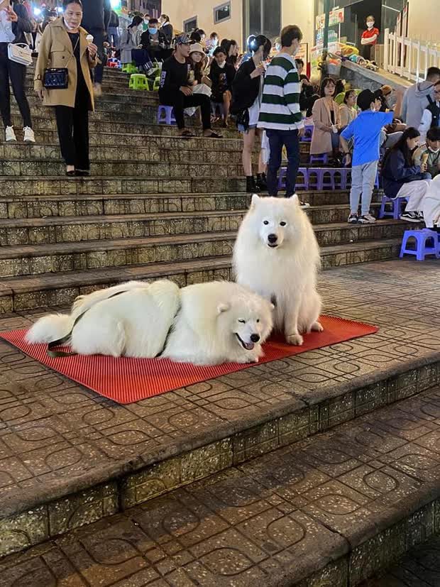 Dân mạng phẫn nộ khi 2 chú chó ở Đà Lạt bị chủ bạo hành chỉ vì trưa nắng không chịu chụp ảnh với khách? - Ảnh 3.