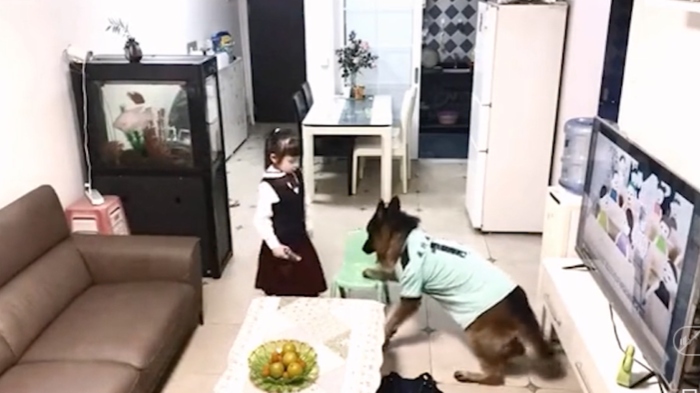 Video: Cô chủ nhỏ ham xem tivi bị chú chó lấy roi bắt học bài