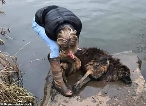 Bị chủ nhân buộc đá vào chân thả xuống sông, chú chó tội nghiệp vật lộn cố ngoi lên mặt nước để giữ mạng sống - Ảnh 2.