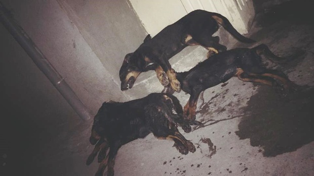 Xót xa cảnh cả đàn chó gắn bó với gia đình suốt 5 năm bị ᴆᴀ́пһ bả ᴄһᴇ̂́т tại Hà Nội - Ảnh 3.
