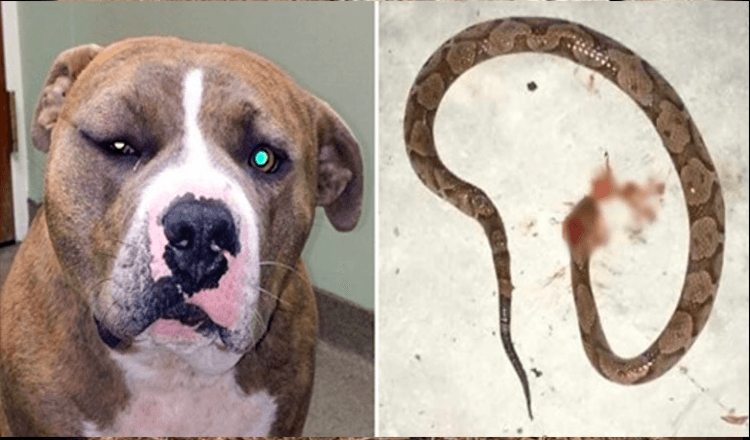 Để cứu ƈɦủ nhân, chú chó Pitbull dũng cảm ᴆᴀ́пһ nhau với rắn độc và bị cắn sưng cả mặt
