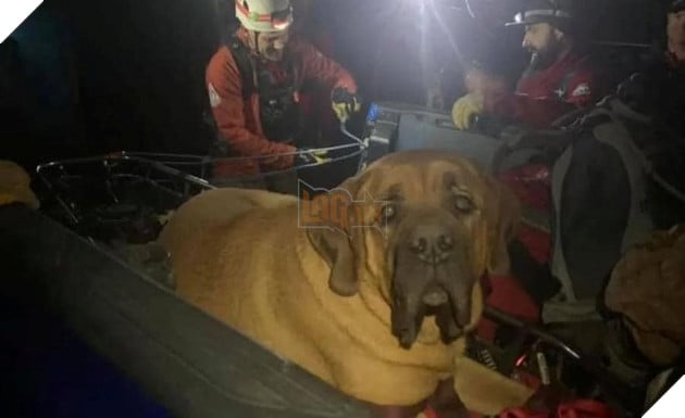 chú chó 86kg đượς cứu hộ đưa xuống núi vì quá mệt