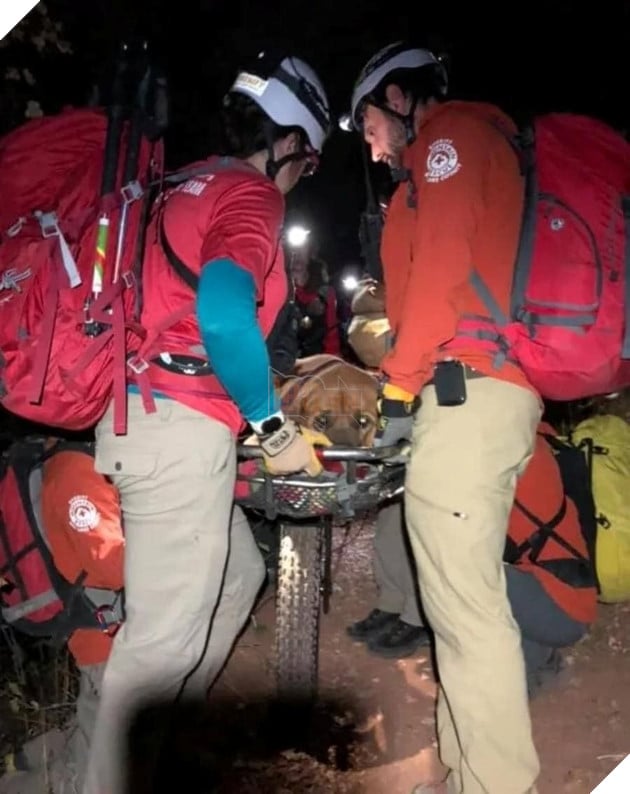 chú chó 86kg đượς cứu hộ đưa xuống núi vì quá mệt