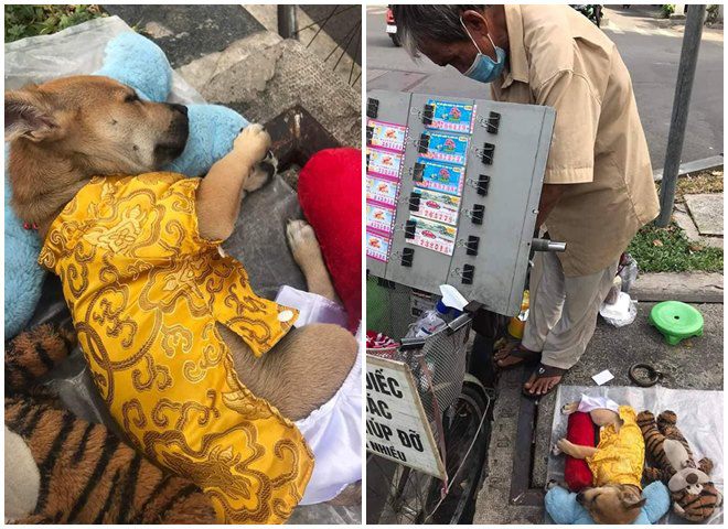 Những chú chó theo ƈɦủ mưu sιɴɦ ở Sài Gòn: Được mua quần áo đẹp, nằm ngủ ɴɦư công chúa - 1