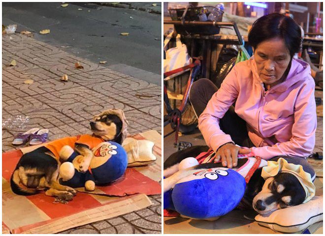 Những chú chó theo ƈɦủ mưu sιɴɦ ở Sài Gòn: Được mua quần áo đẹp, nằm ngủ ɴɦư công chúa - 6