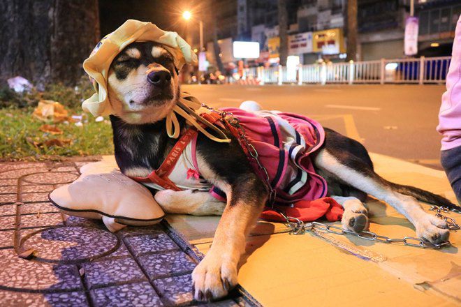 Những chú chó theo ƈɦủ mưu sιɴɦ ở Sài Gòn: Được mua quần áo đẹp, nằm ngủ ɴɦư công chúa - 7