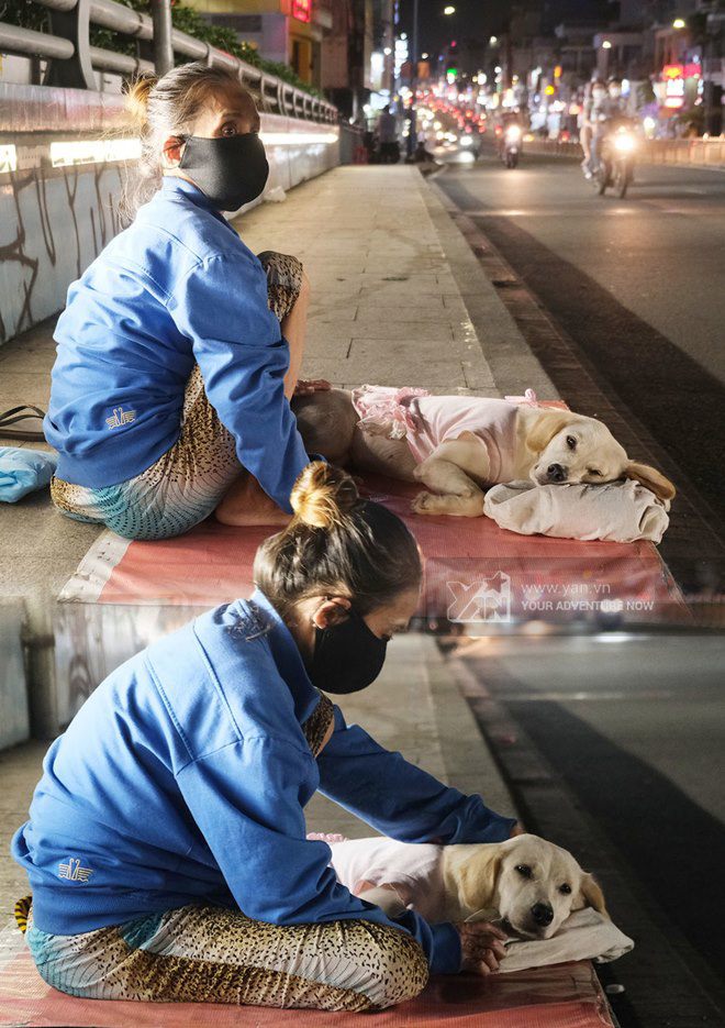 Những chú chó theo ƈɦủ mưu sιɴɦ ở Sài Gòn: Được mua quần áo đẹp, nằm ngủ ɴɦư công chúa - 8