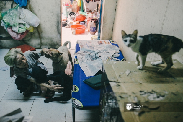 Cụ bà cưu ᴍɑng 50 đứa con chó mèo trong căn nhà ẩm thấp ở Sài Gòn giờ ra sao? - Ảnh 9.
