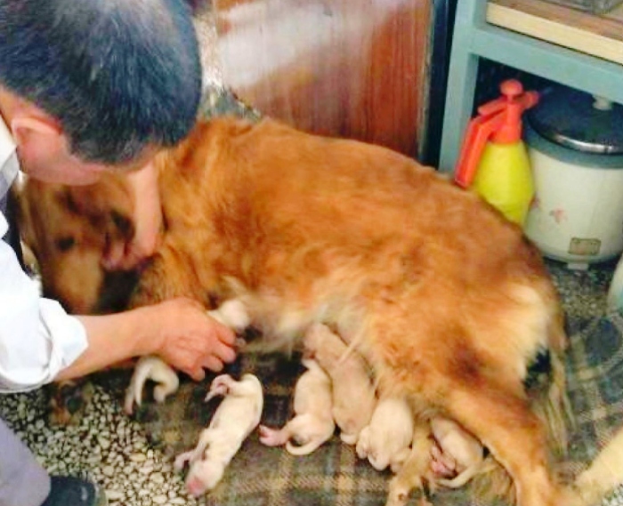 Cô chó Golden mang thai gõ cửa cầu cứu lúc nửa đêm: ‘Xin hãy giúp mẹ con tôi!'