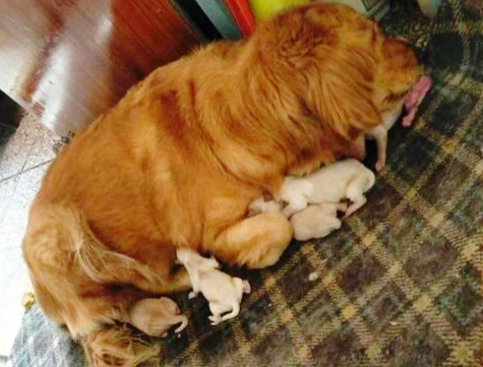 Cô chó Golden mang thai gõ cửa cầu cứu lúc nửa đêm: ‘Xin hãy giúp mẹ con tôi!'