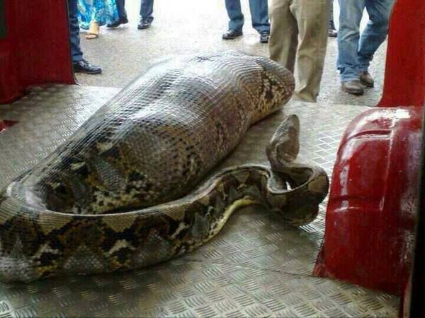 So, A Python Didn't Actually Eat A Drunk Guy In India