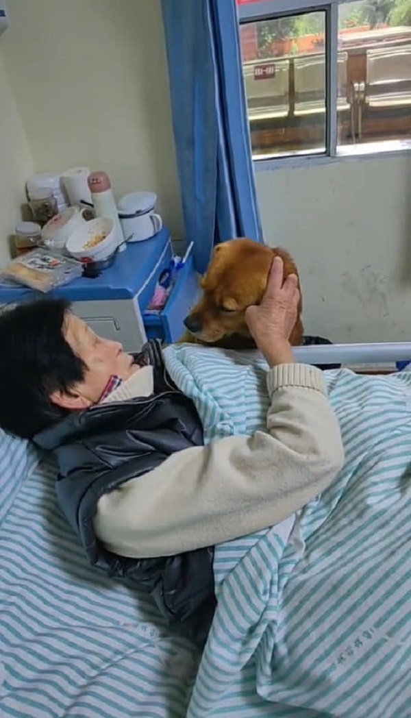  
Vì được cụ bà chăm sóc từ nhỏ nên thấy bà bị bệnh chú chó rất buồn. (Ảnh: Cắt từ clip Sohu)