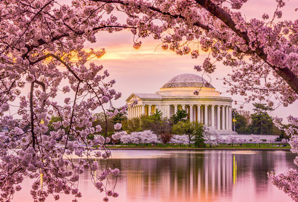 Mùa hoa anh đào nở rộ ở Washington, Mỹ | VTV.VN