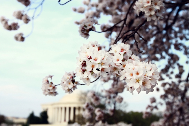 Washington D.C., thành phố mùa xuân rợp hoa anh đào - Ảnh 1.