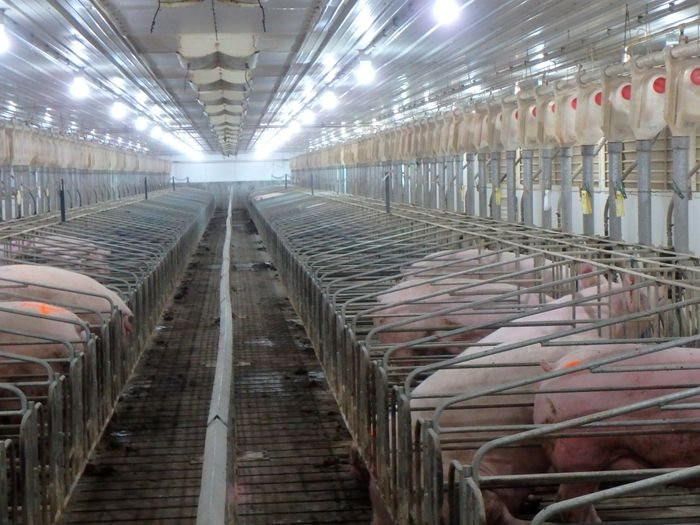 Khi  thừa lợn: Nỗi đau của người nông dân vì Trung Quốc 'quay xe' quá nhanh - Ảnh 2.