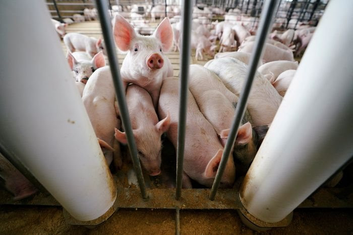 Khi  thừa lợn: Nỗi đau của người nông dân vì Trung Quốc 'quay xe' quá nhanh - Ảnh 3.