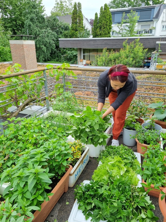 Rau siêu thị đắt đỏ, người phụ nữ gốc Việt biến ban công thành vườn ở Đức - 2