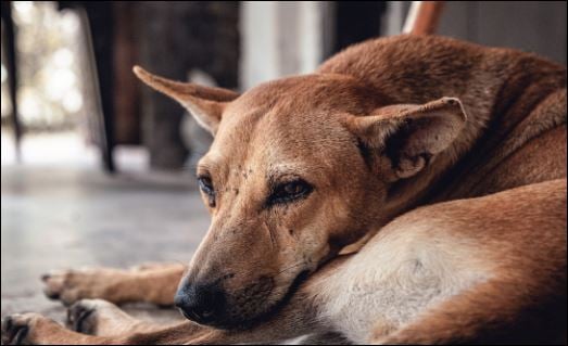 Lúc này cơ thể khó vận động nên chúng cũng tăng cân, chúng sẽ bị bệnh, suy giảm thị giác. (ảnh minh họa)