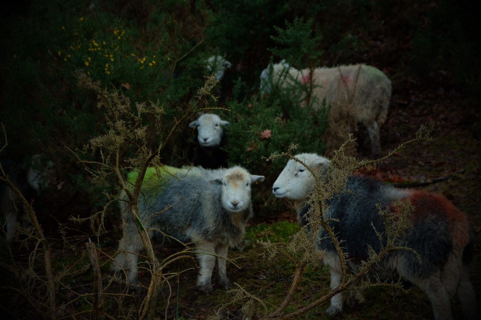 lake district 1