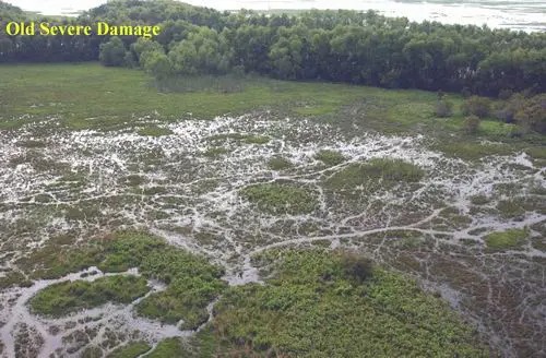 Loài chuột khổng lồ này đang đe dọa nước Mỹ, đến nỗi chính phủ phải "truy nã", thưởng tiền và khuyến khích người dân ăn thịt chúng- Ảnh 14.