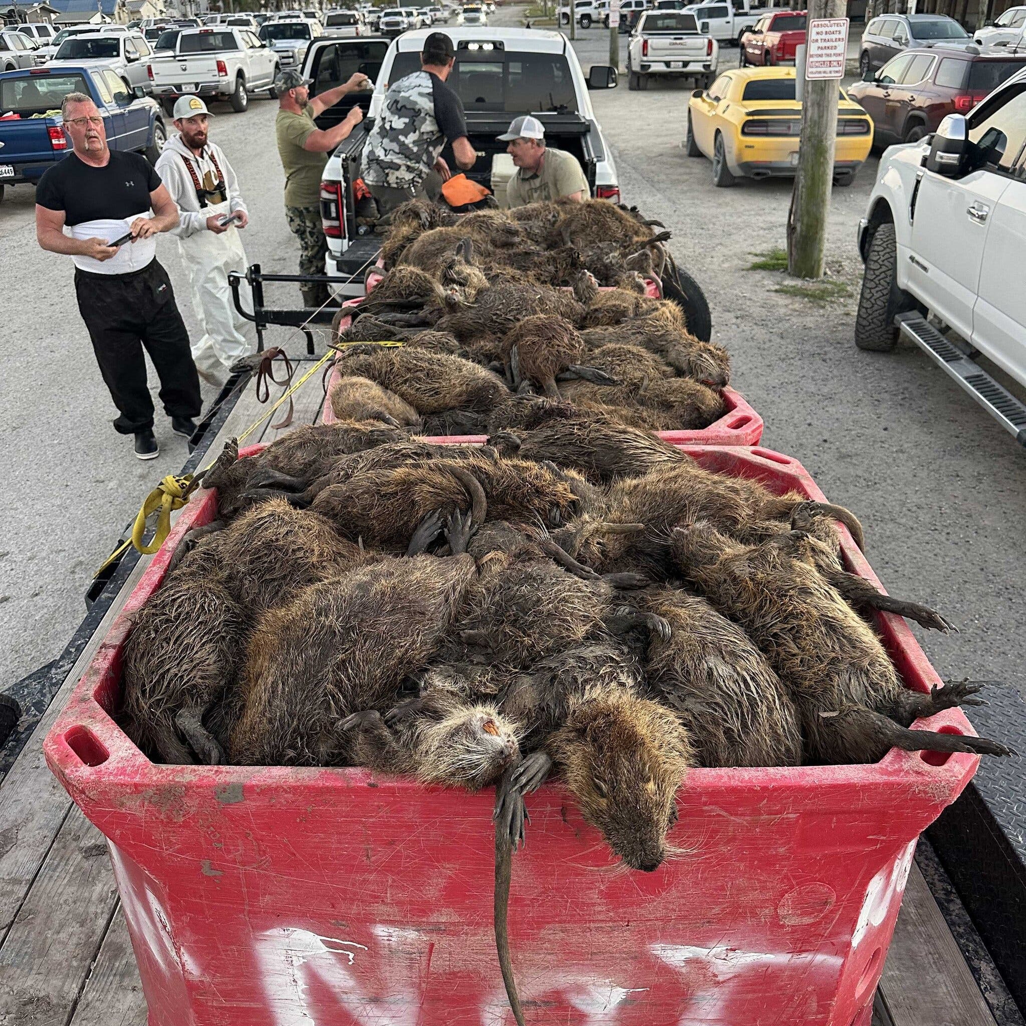 Loài chuột khổng lồ này đang đe dọa nước Mỹ, đến nỗi chính phủ phải "truy nã", thưởng tiền và khuyến khích người dân ăn thịt chúng- Ảnh 17.