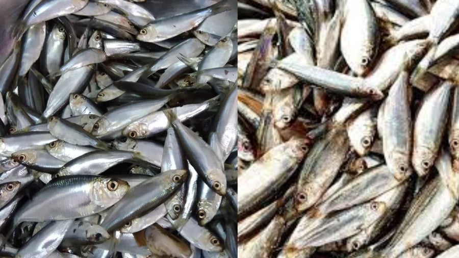 Cá mòi giàu dinh dưỡng, giá lại rẻ