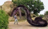 Video: The moment when the giant 50 foot python foolishly аttасked helicopter and received a tгаɡіс end 