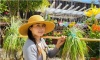 Nhớ quê da diết, nữ Việt kiều chi 500 triệu tự xây khu vườn đẹp như tranh, mỗi ngày dành 5 tiếng chăm bón