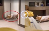 Chú chó Corgi rón rén lên giường ngủ chung với chủ: Đi vài bước lại lấm lét nhìn xem có bị phát hiện không