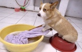 Corgi chân ngắn mông to, vừa đáng yêu vừa hài hước: Giật giải vô địch thú cưng