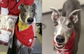 'Chú chó anh hùng': Hiến máu suốt 6 năm cứu sống được 88 boss khác
