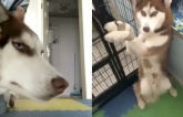 Vẻ mặt 'cạn lời' của em chó Husky khi bị chủ mang ra làm trò khiến cư dân mạng cười ngất